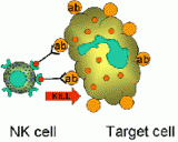 El IMIM participa en un proyecto para investigar la activación de células NK